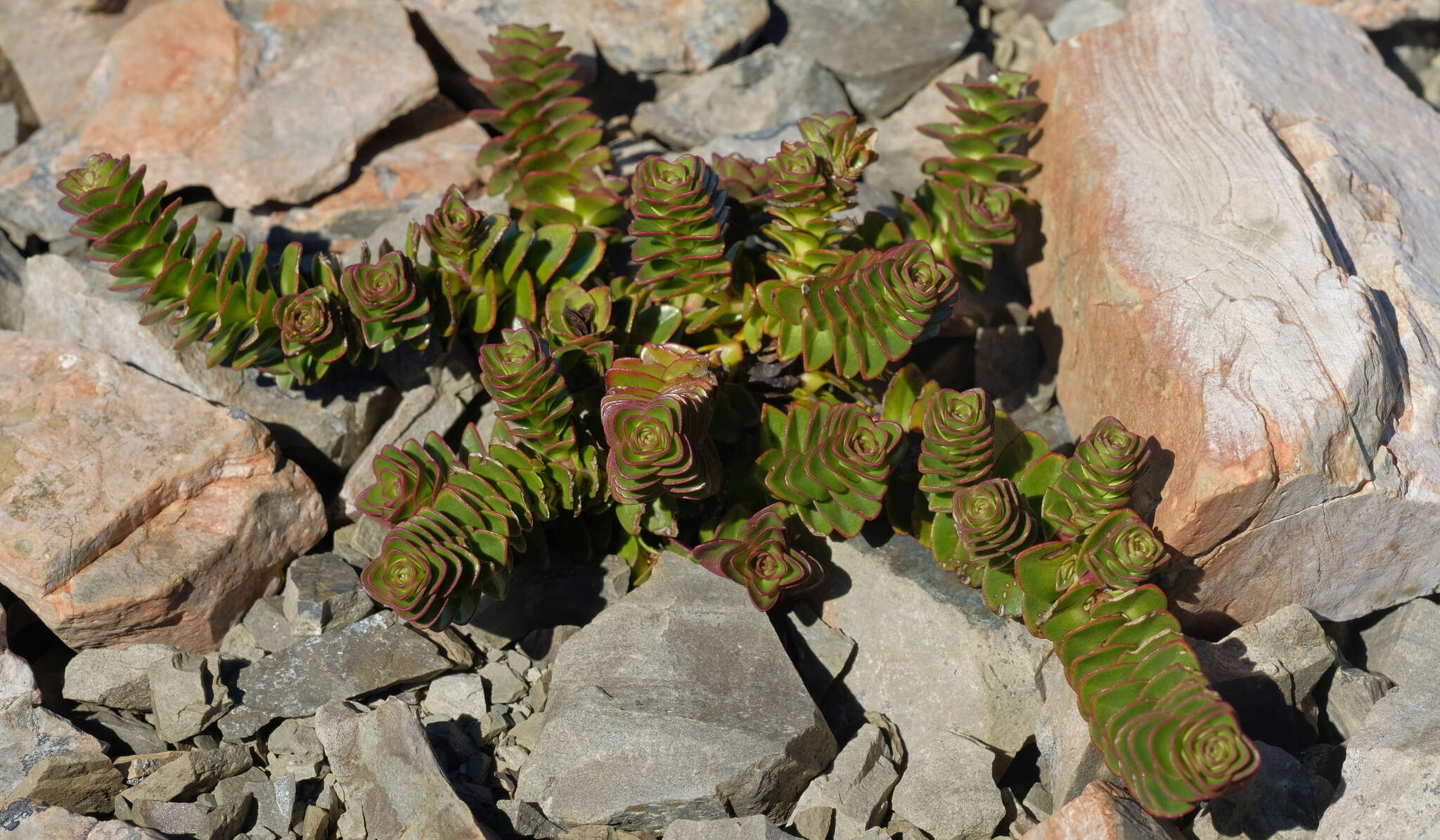 Image of Veronica haastii Hook. fil.