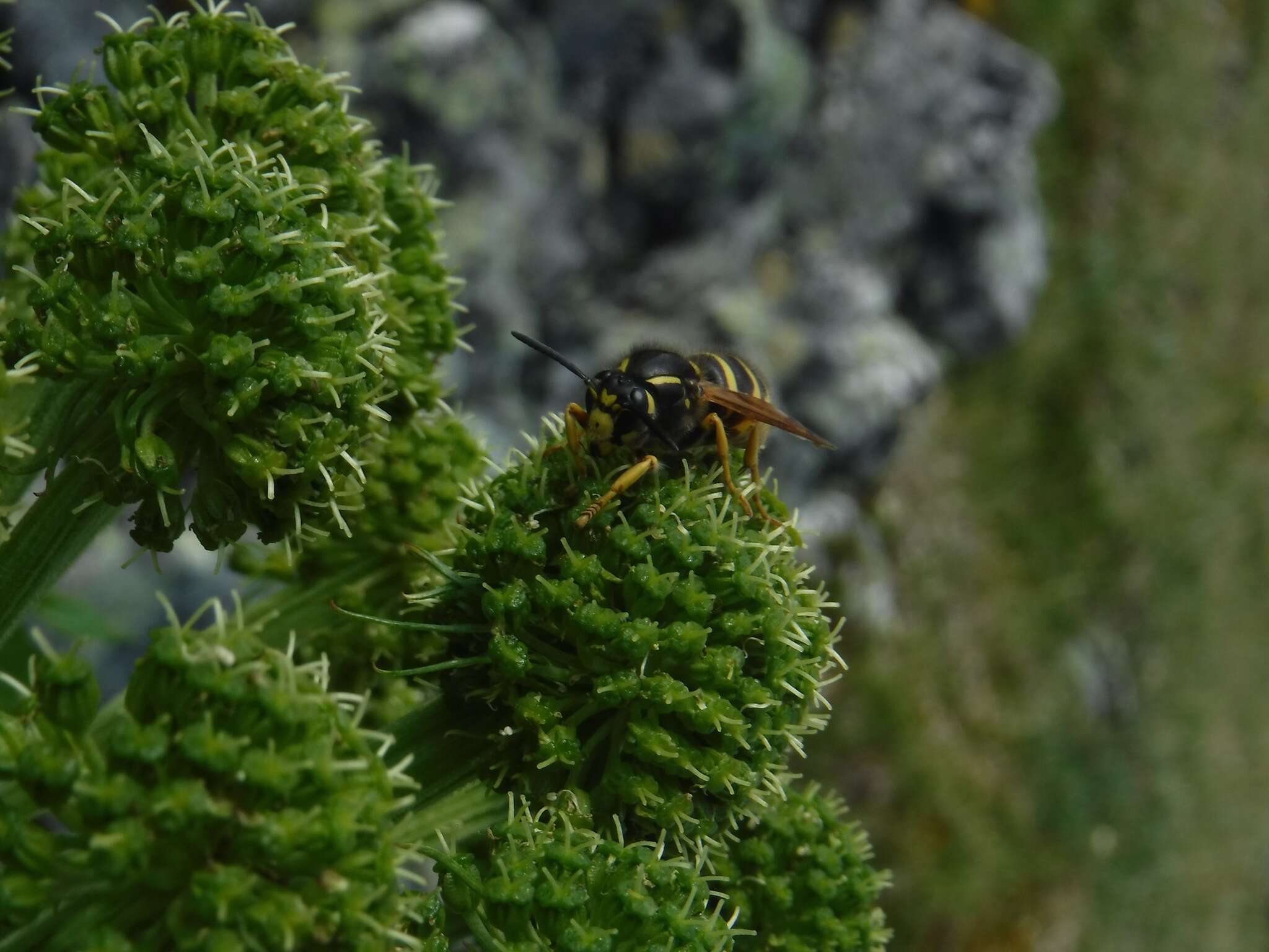 Image of Dolichovespula omissa (Bischoff 1931)