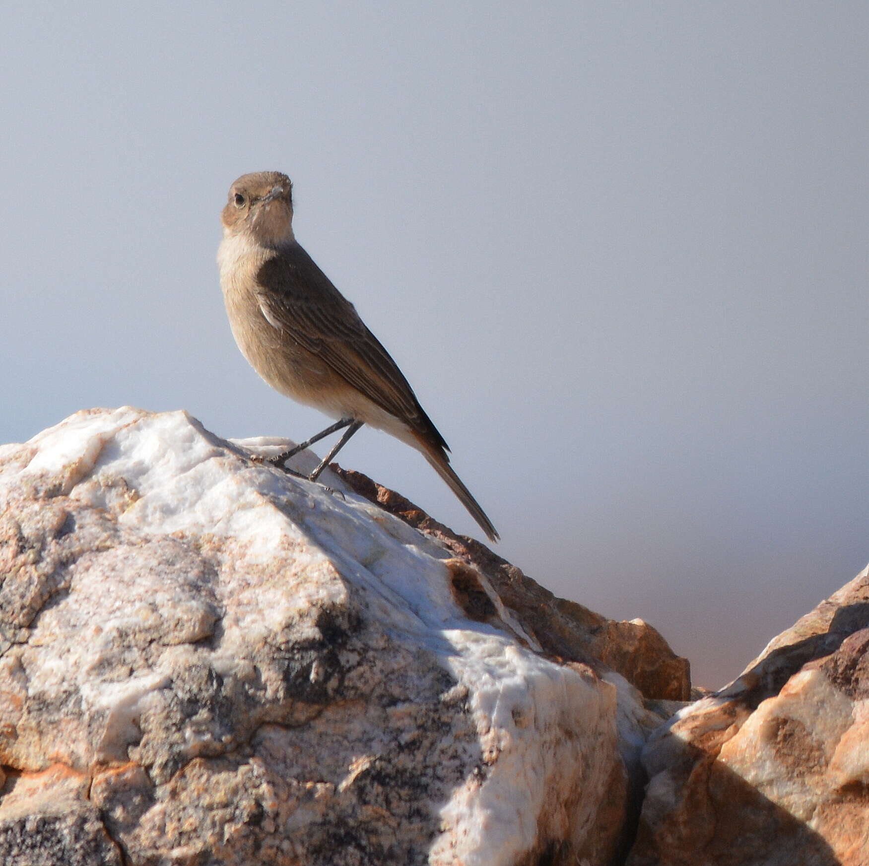 Image of Sickle-winged Chat