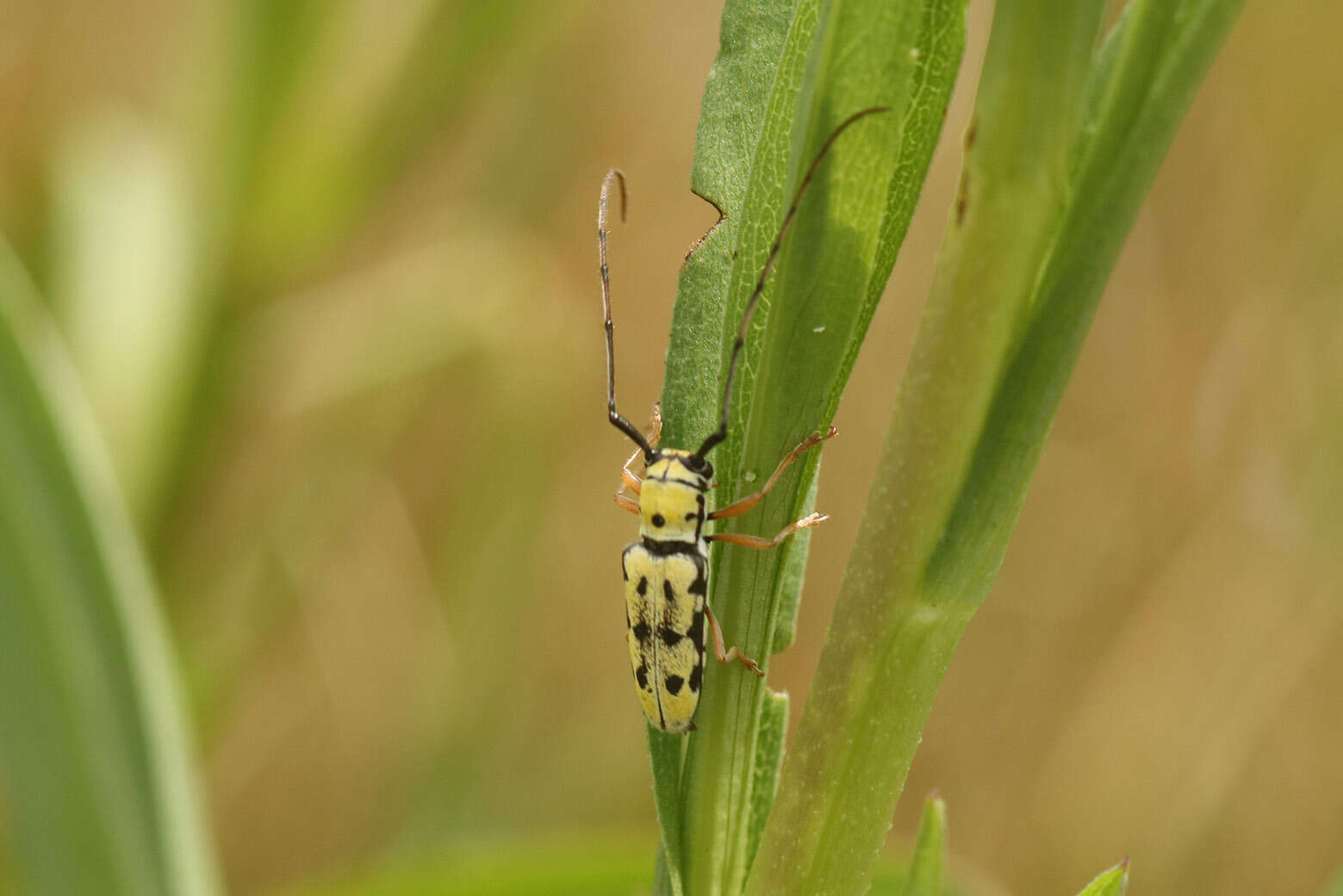 Sivun Zeale nigromaculata (Klug 1829) kuva