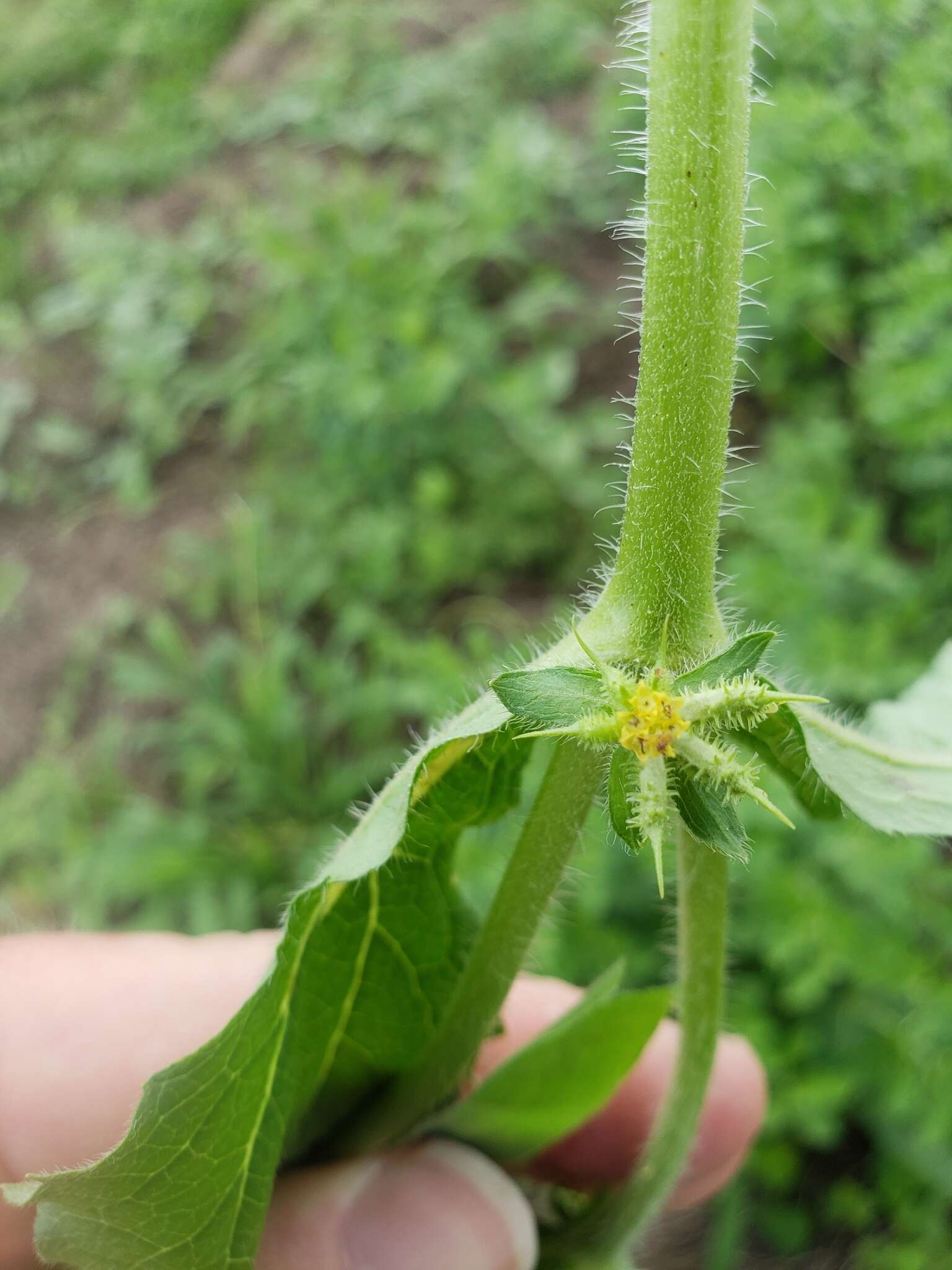 Acanthospermum hispidum DC. resmi