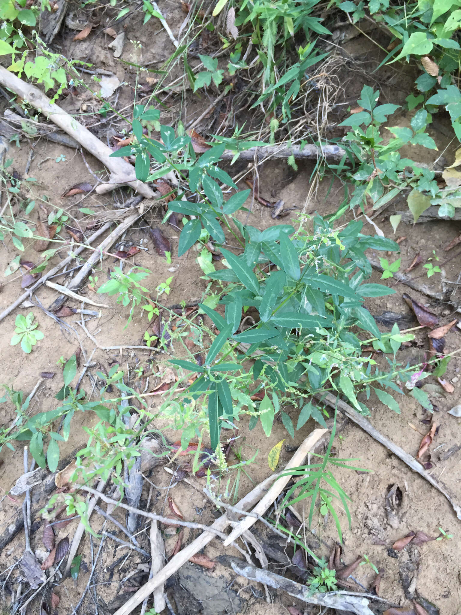 Image of panicledleaf ticktrefoil