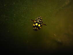 Image of Sunburst Diving Beetle