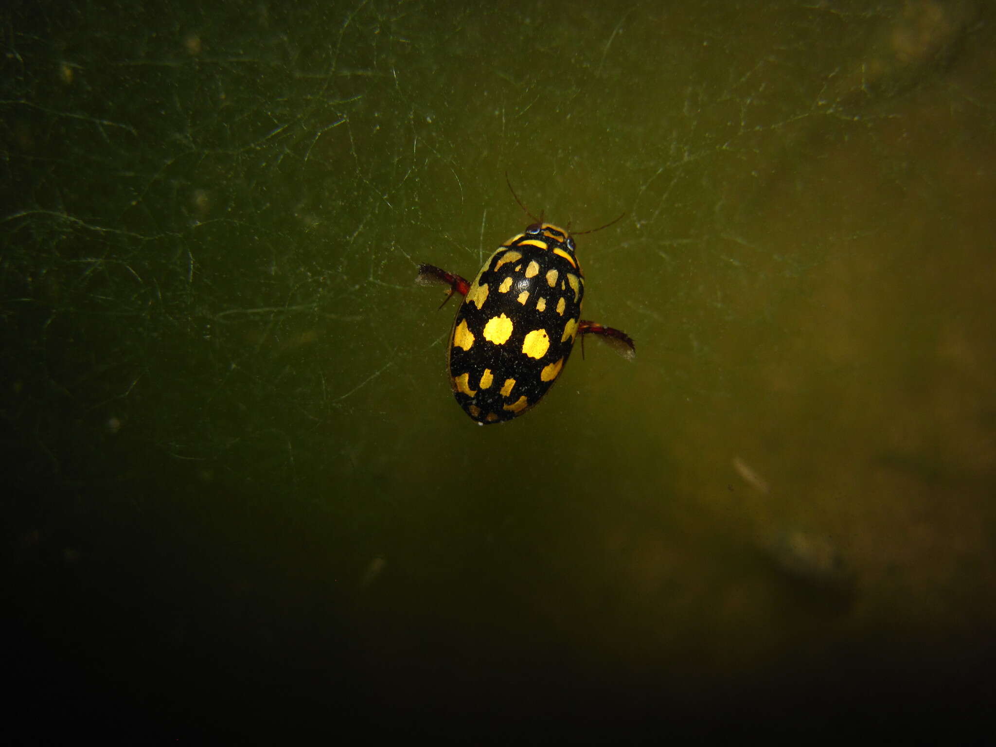 Image of Sunburst Diving Beetle