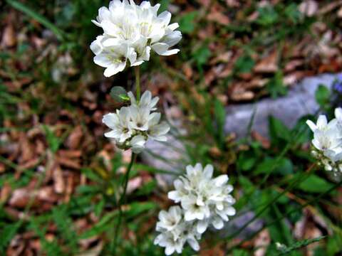 Sivun Armeria pubinervis Boiss. kuva