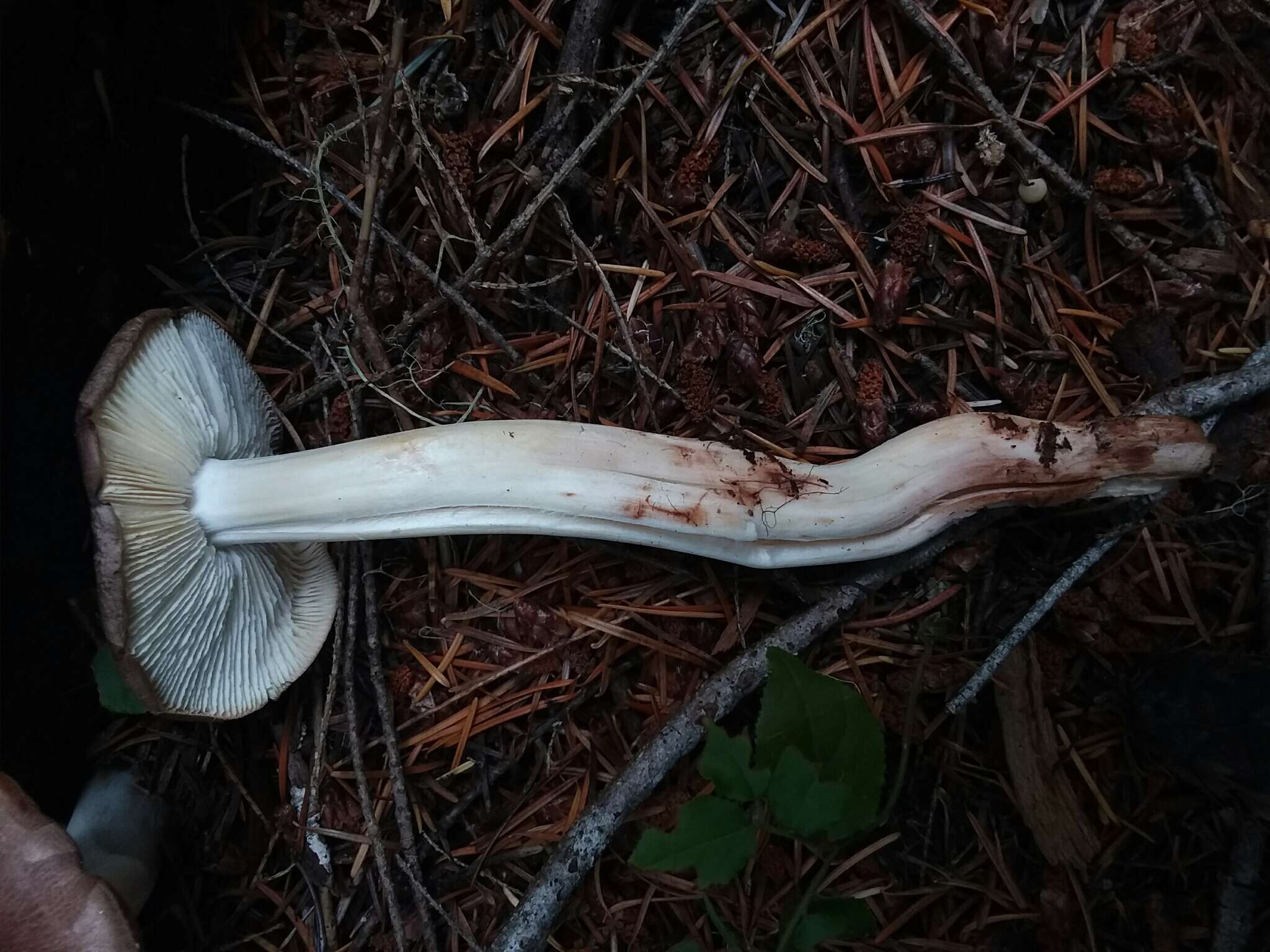 Image of Rhodocollybia oregonensis (A. H. Sm.) Lennox 1979