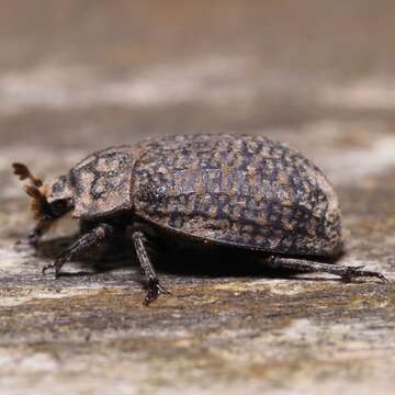 Image of Trox sabulosus (Linnaeus 1758)