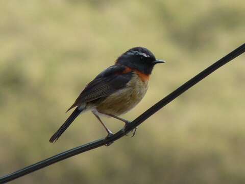 Image of Collared Bush Robin