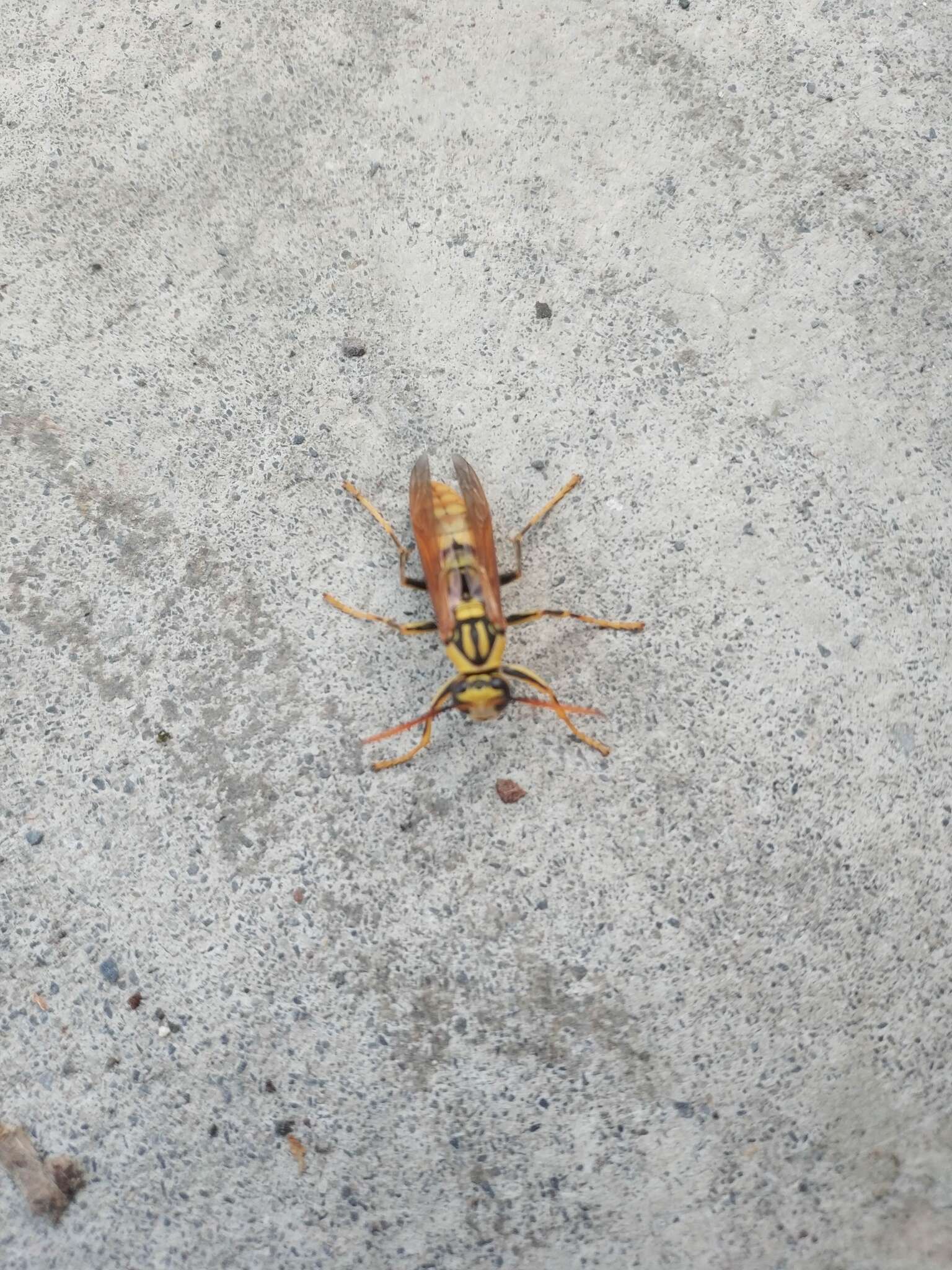 Image of Polistes rothneyi Cameron 1900