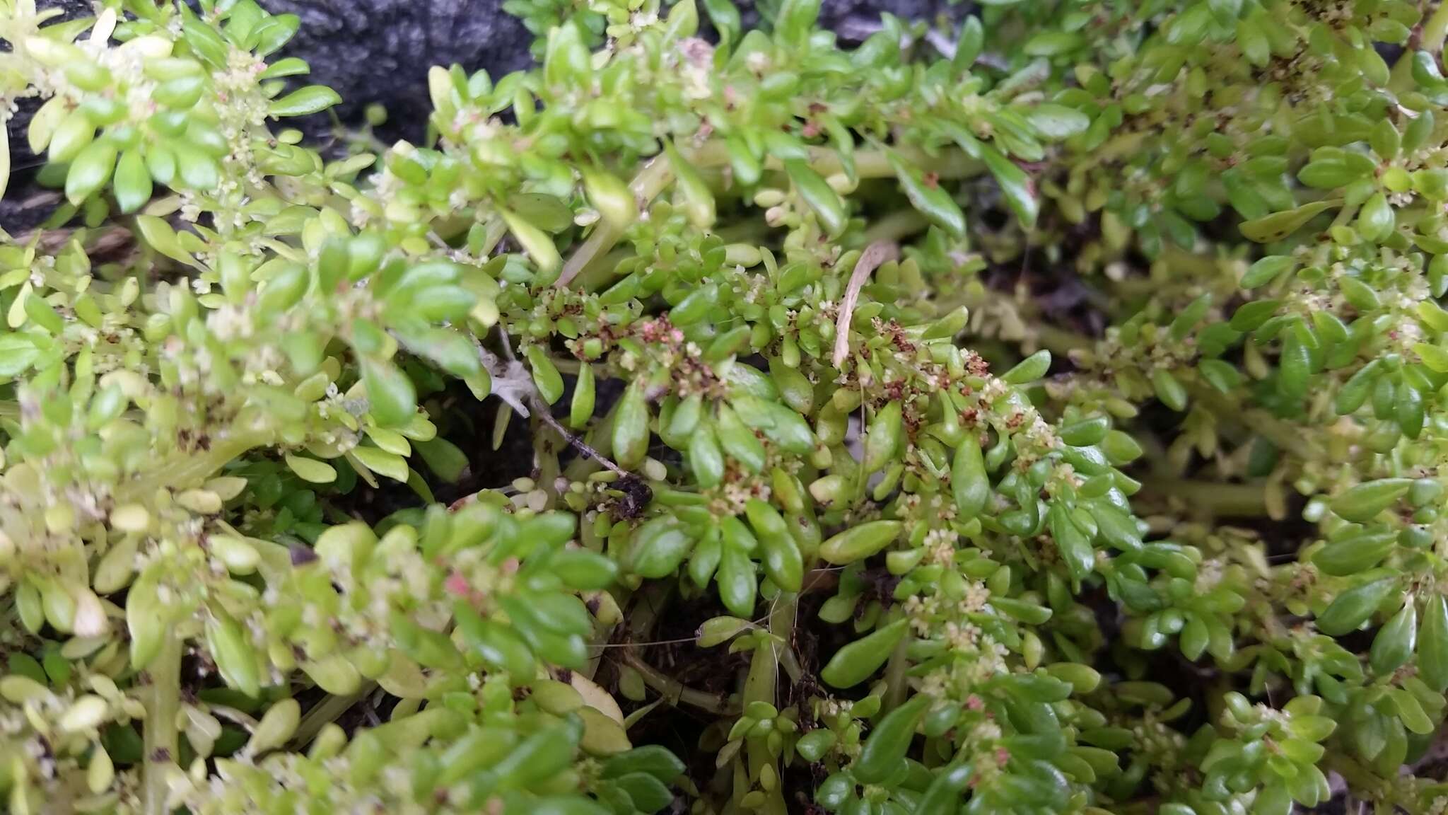 Plancia ëd Pilea microphylla (L.) Liebm.