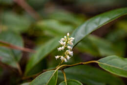 Image of Itea chinensis Hook. & Arn.