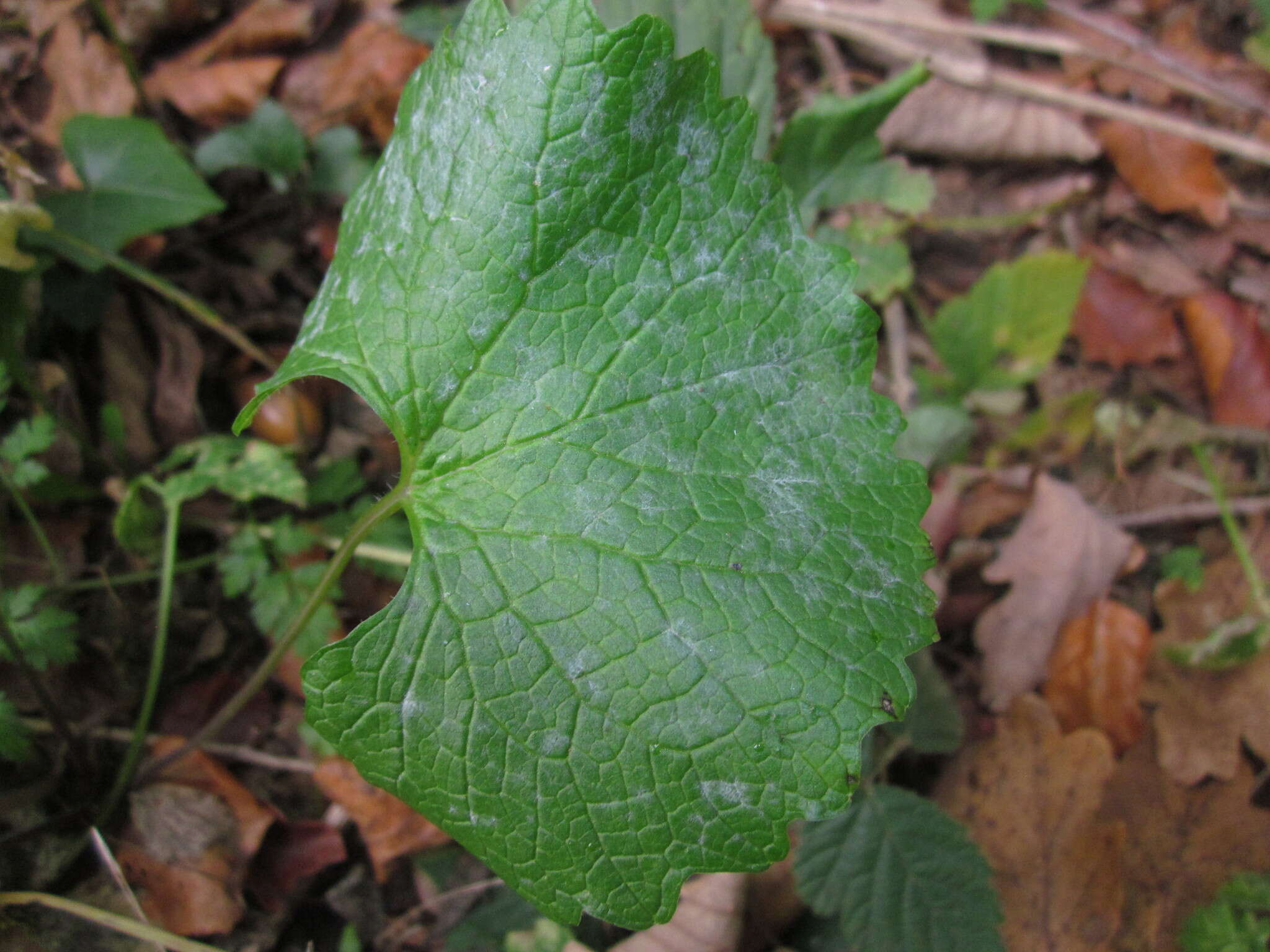 Image of Erysiphe cruciferarum Opiz ex L. Junell 1967