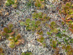 Image of Drosera aberrans (Lowrie & Carlquist) Lowrie & Conran