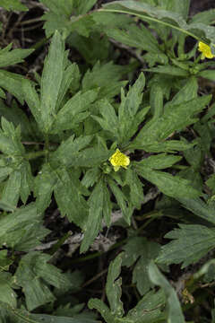 Image of Macoun's buttercup