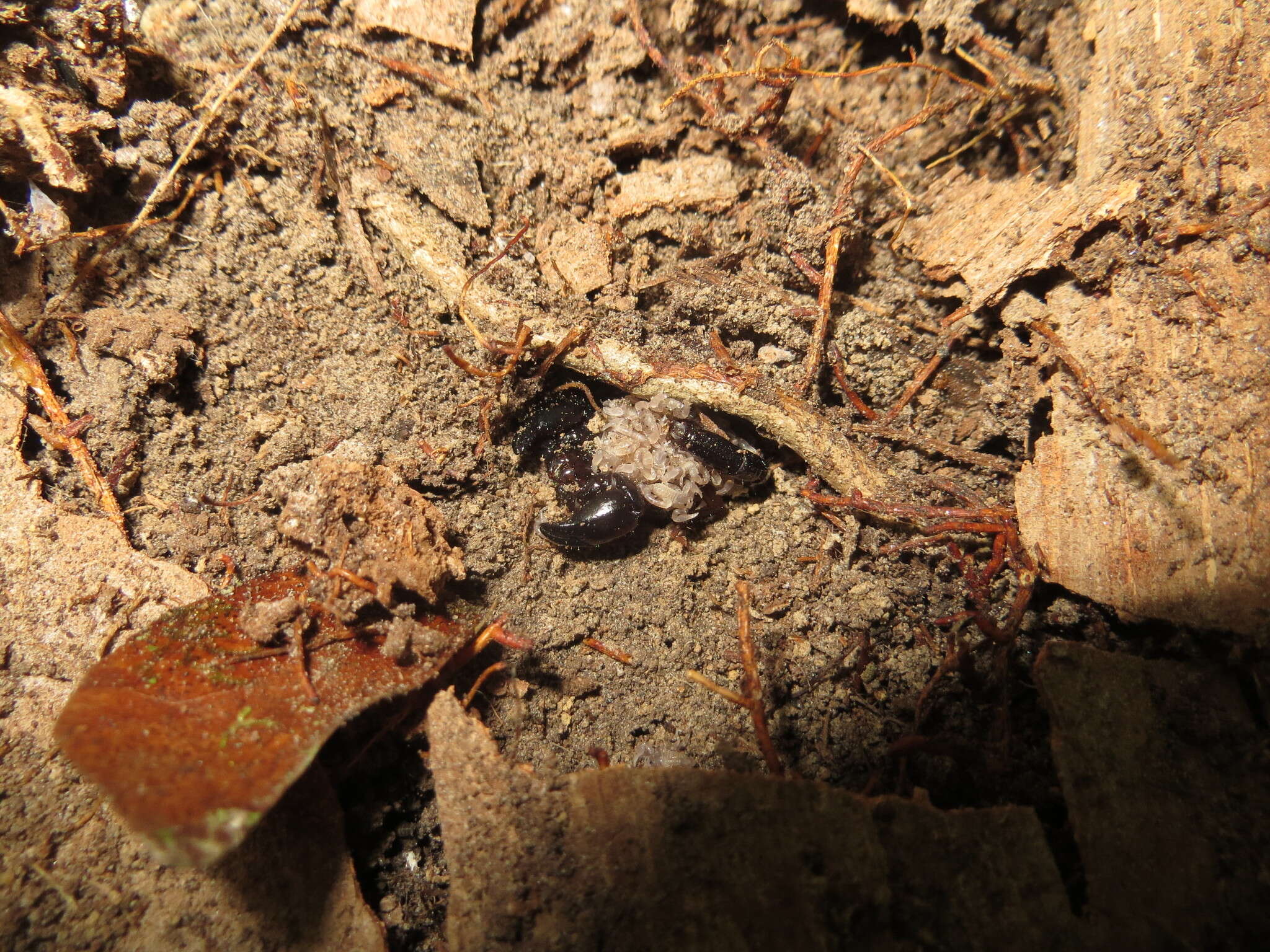 Image of Broteochactas nitidus Pocock 1893