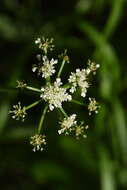 Imagem de Oenanthe pimpinelloides subsp. incrassans (Bory & Chaub.) Strid