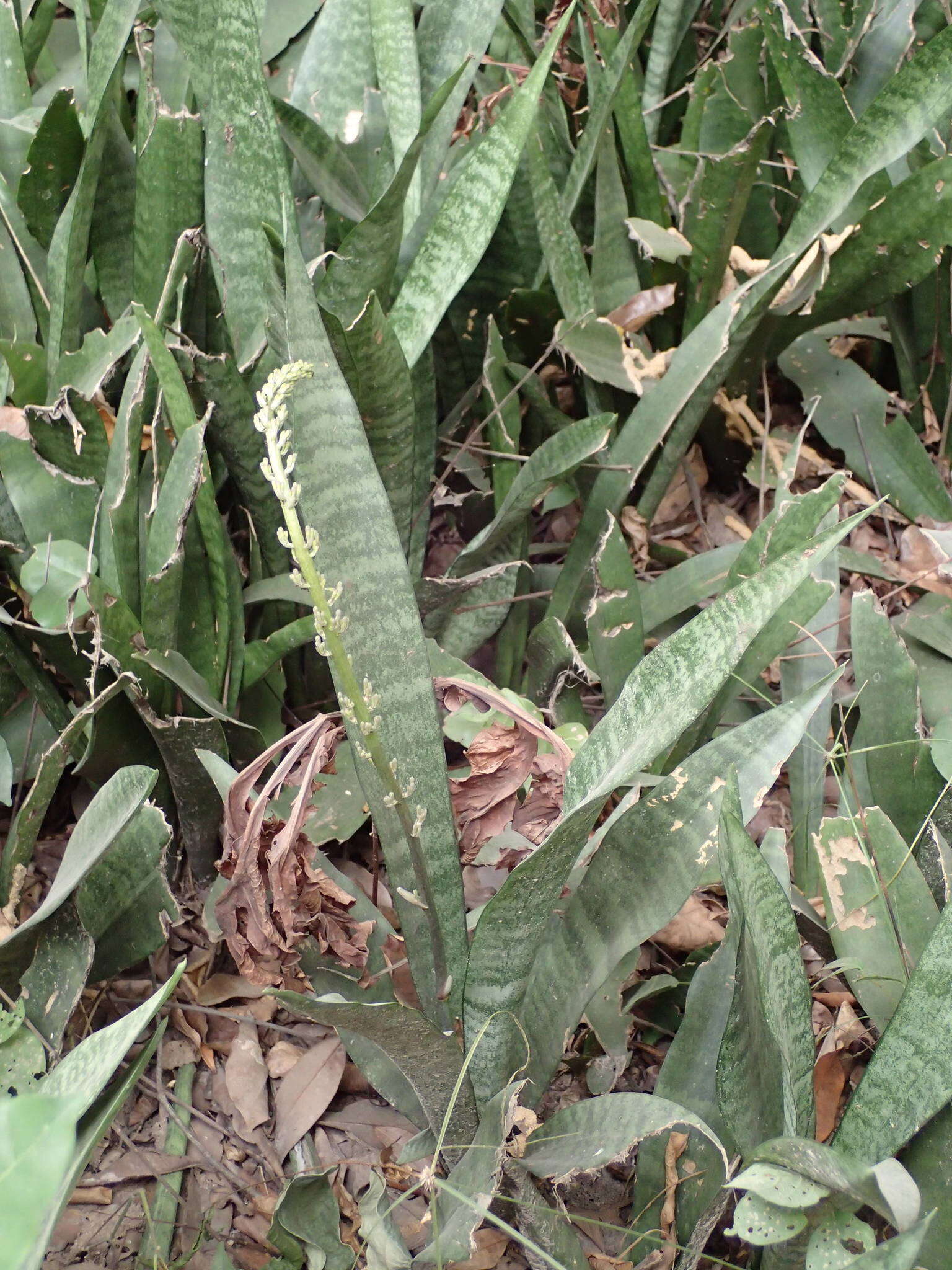 Image of bowstring hemp