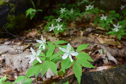 Слика од Anemone lancifolia Pursh