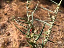 Image of Indigofera linifolia (L. fil.) Retz.