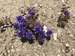 Image of featherleaf kittentails