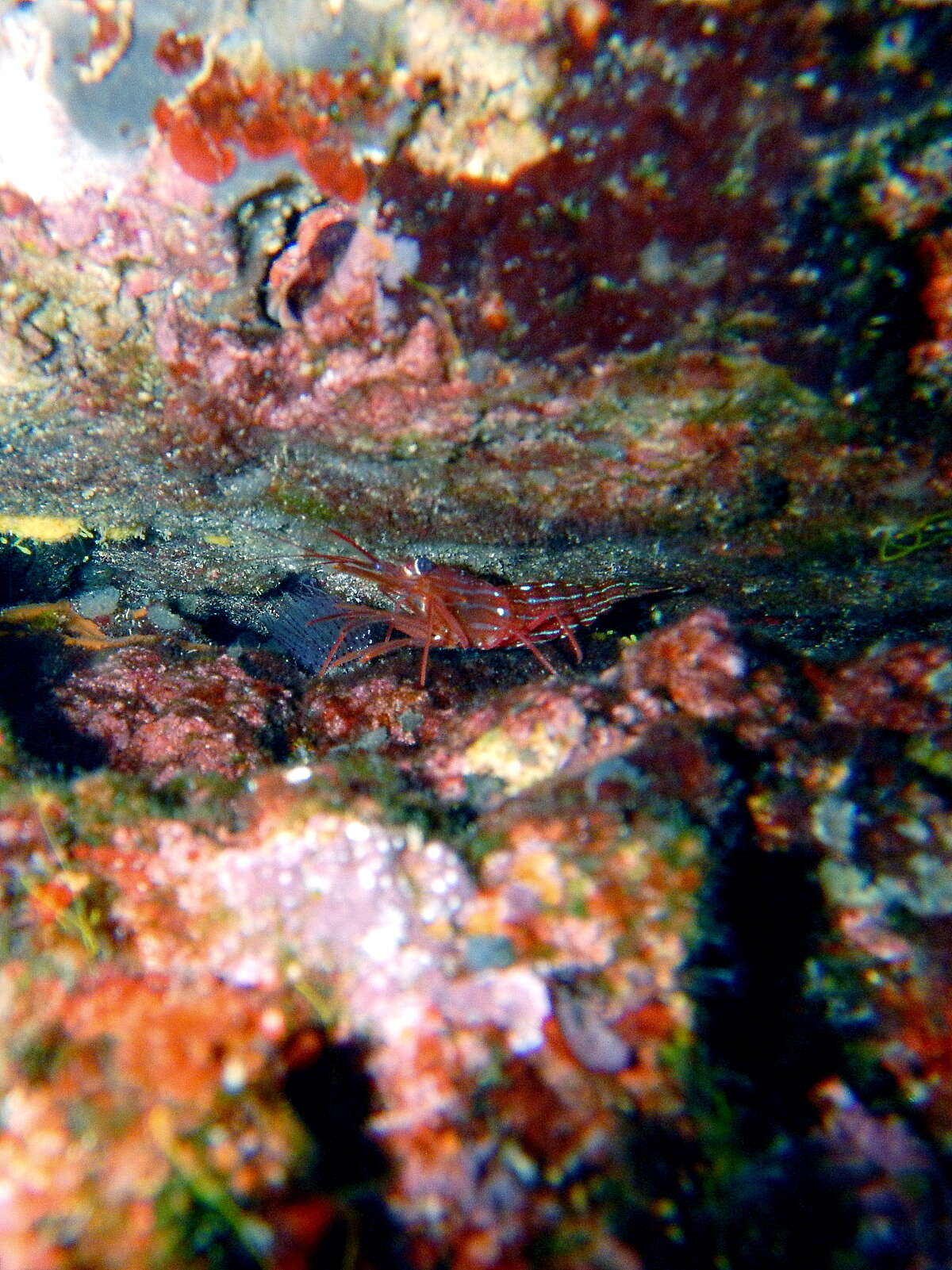 Image of Mediterranean cleaner shrimp