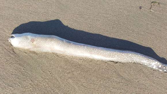 Image of Spottail moray