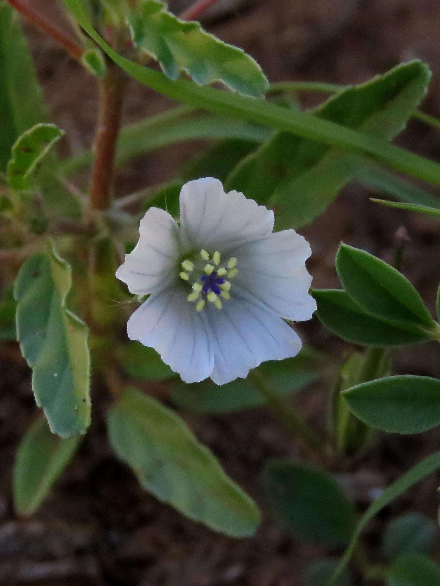 Image of Monsonia glauca Knuth