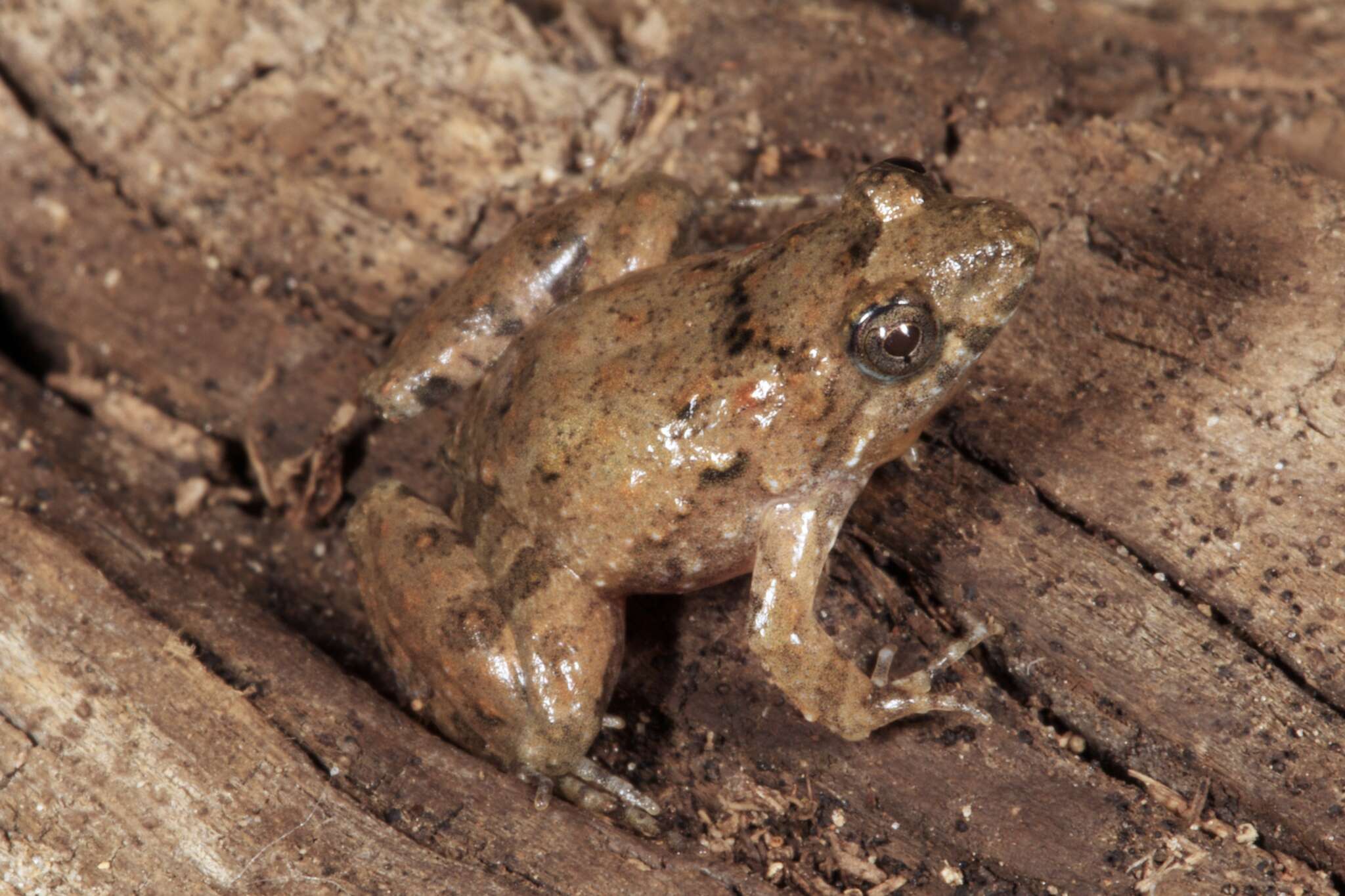 Imagem de Pseudopaludicola pocoto Magalhães, Loebmann, Kokubum, Haddad & Garda 2014