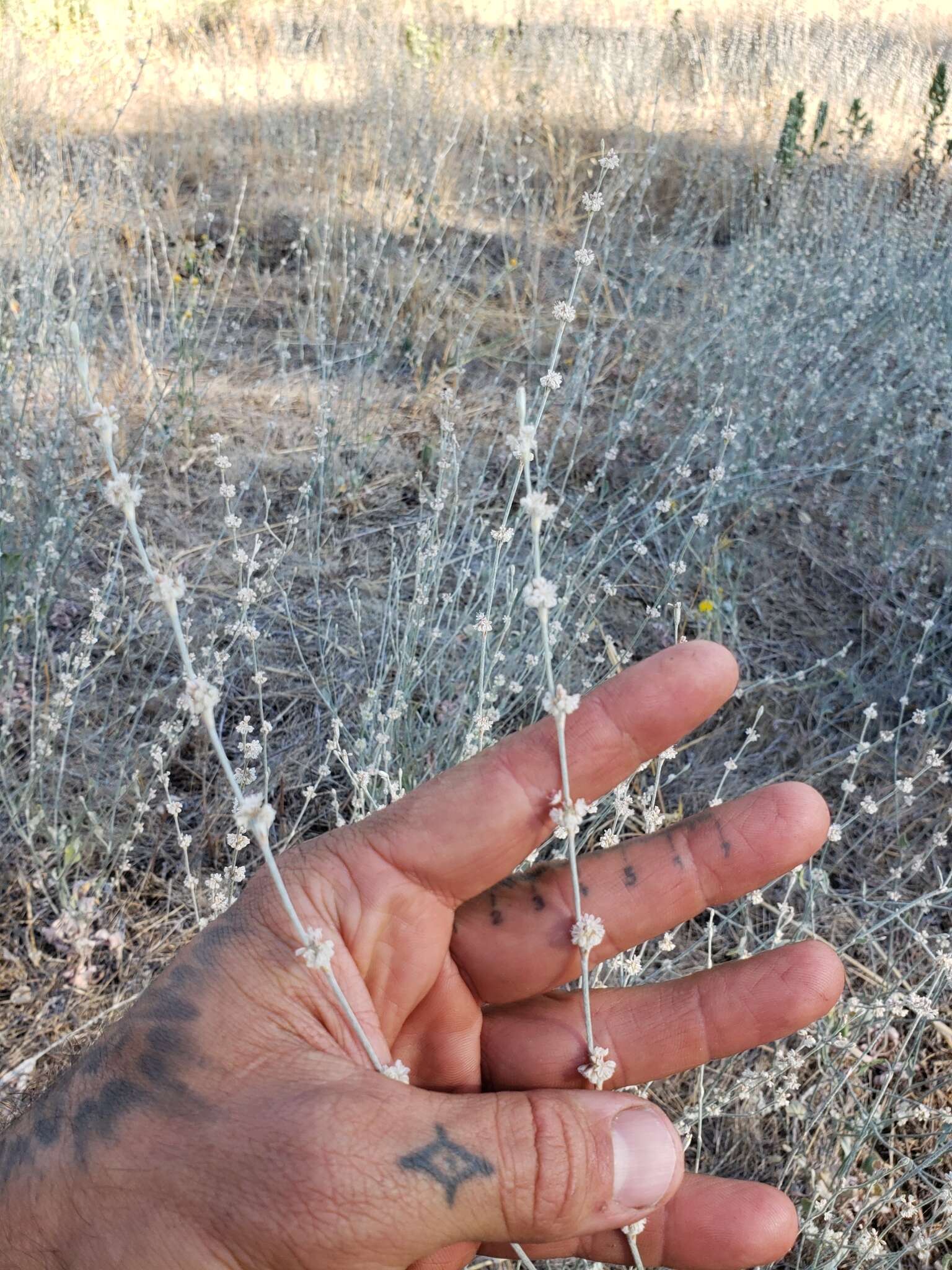 Image of wand buckwheat