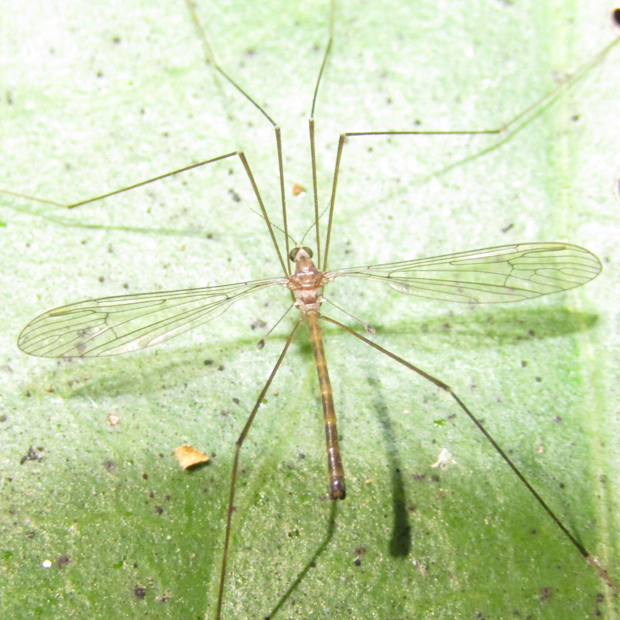 Image of Limnophilella delicatula (Hutton 1900)