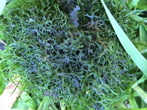 Image of Crystalwort