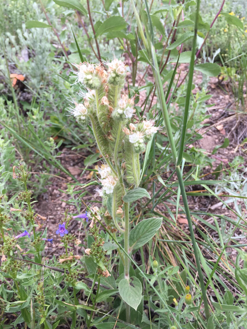 Image of Variable-Leaf Scorpion-Weed