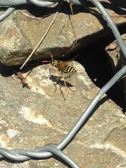 Image of European Paper Wasp