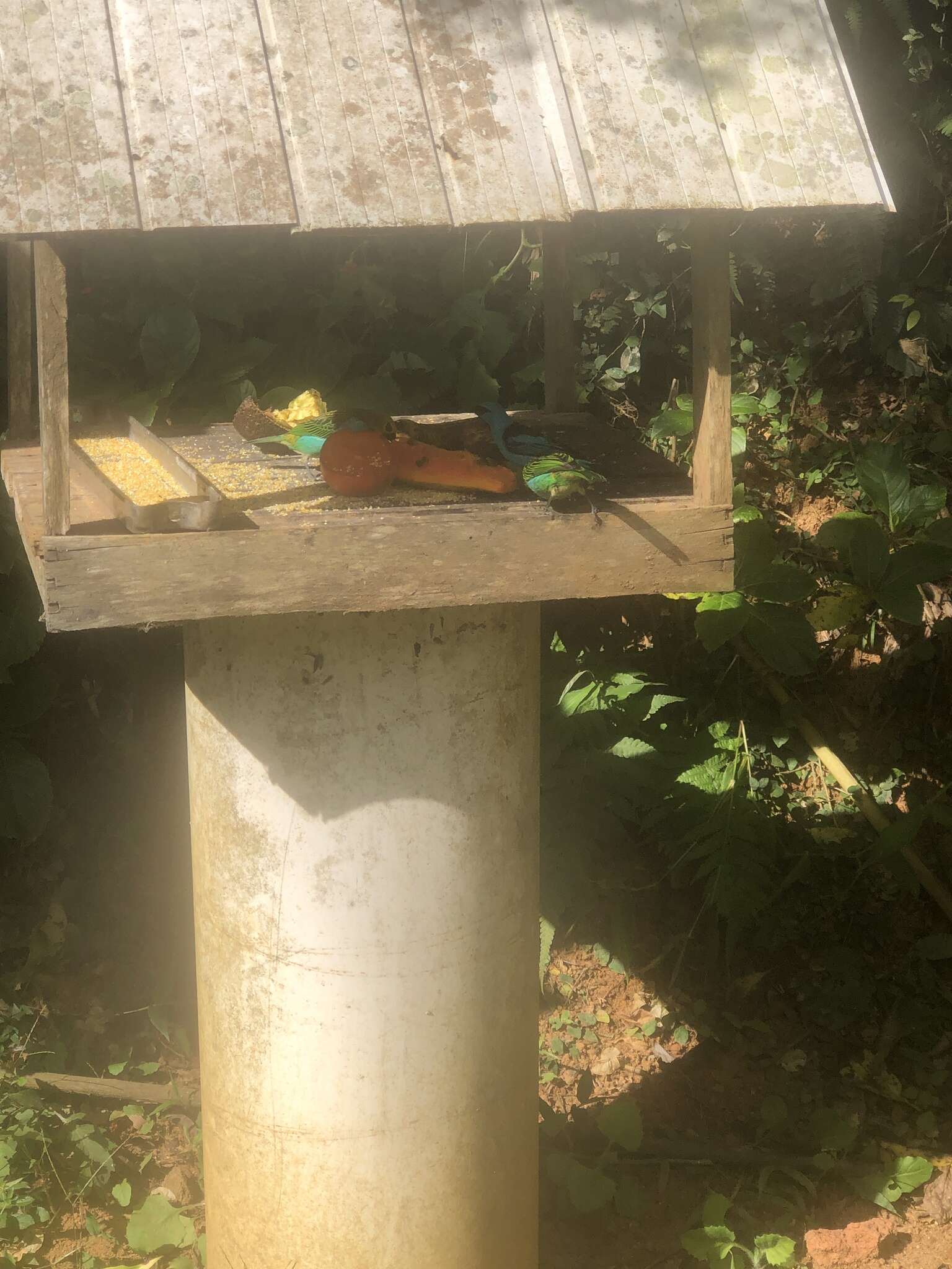 Image of Gilt-edged Tanager