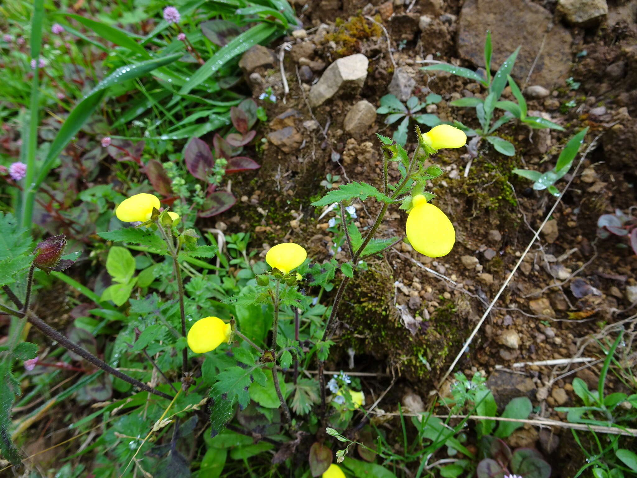 Image of Calceolaria mexicana Benth.