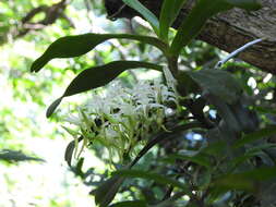 Image of Cyrtorchis praetermissa subsp. zuluensis (E. R. Harrison) H. P. Linder