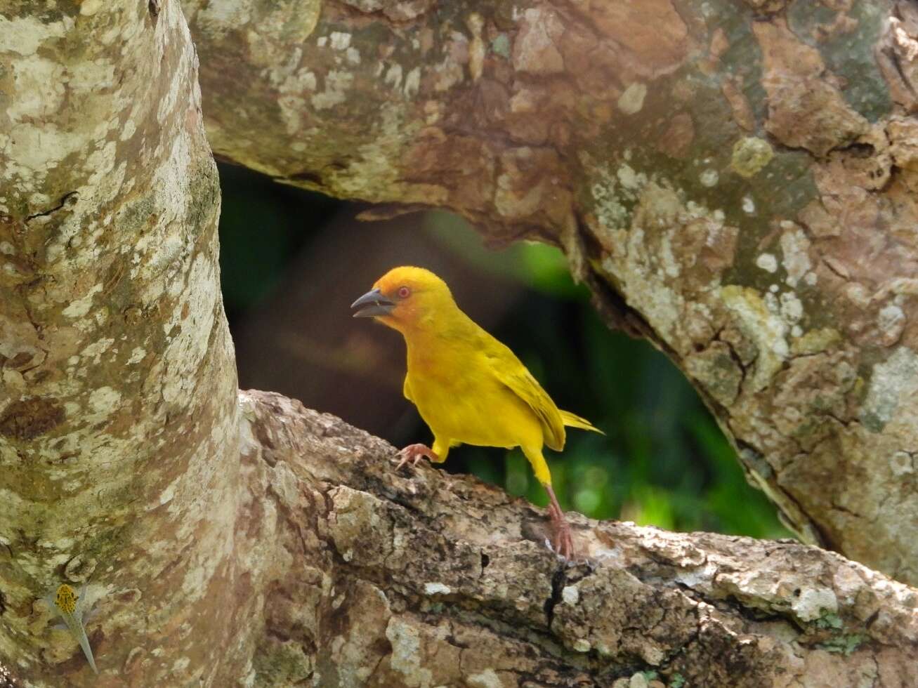 Image of African Golden Weaver