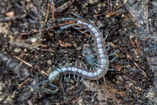 Image of Scolopendra dalmatica C. L. Koch 1847