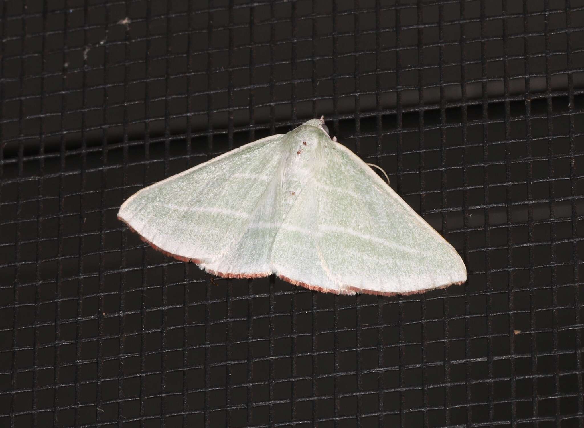 Image of Oenochroma infantilis Prout 1910