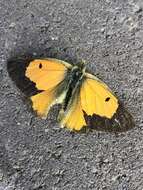 Image of <i>Colias <i>electo</i></i> electo