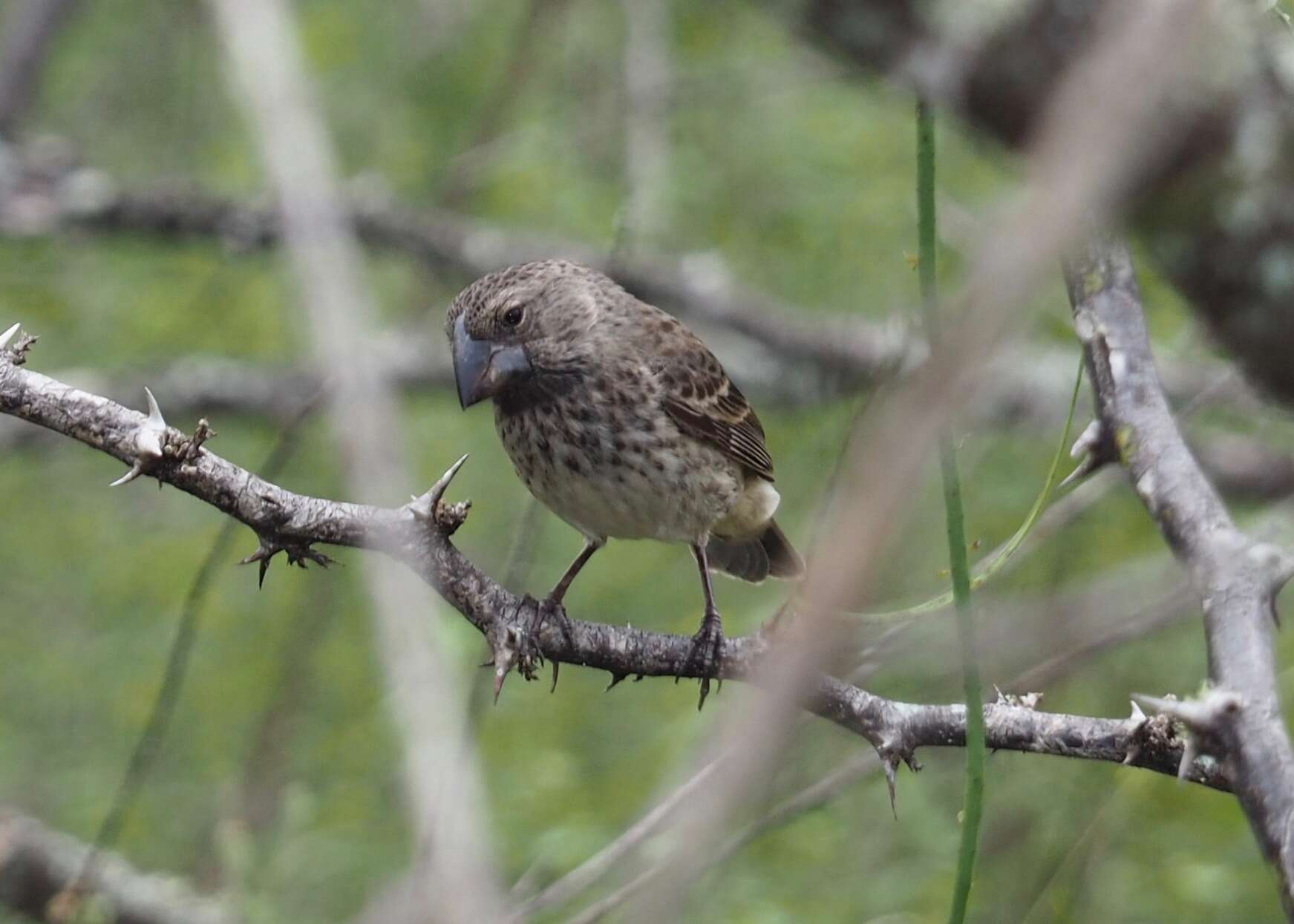 Image of Large Ground Finch