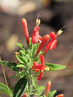 صورة Ruellia angustior (Nees) Lindau