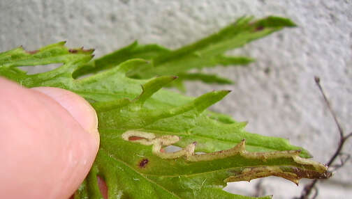 Image of Phytomyza syngenesiae (Hardy 1849)