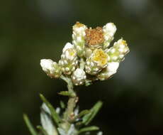 Image of Helichrysum rosum (Berg.) Less.