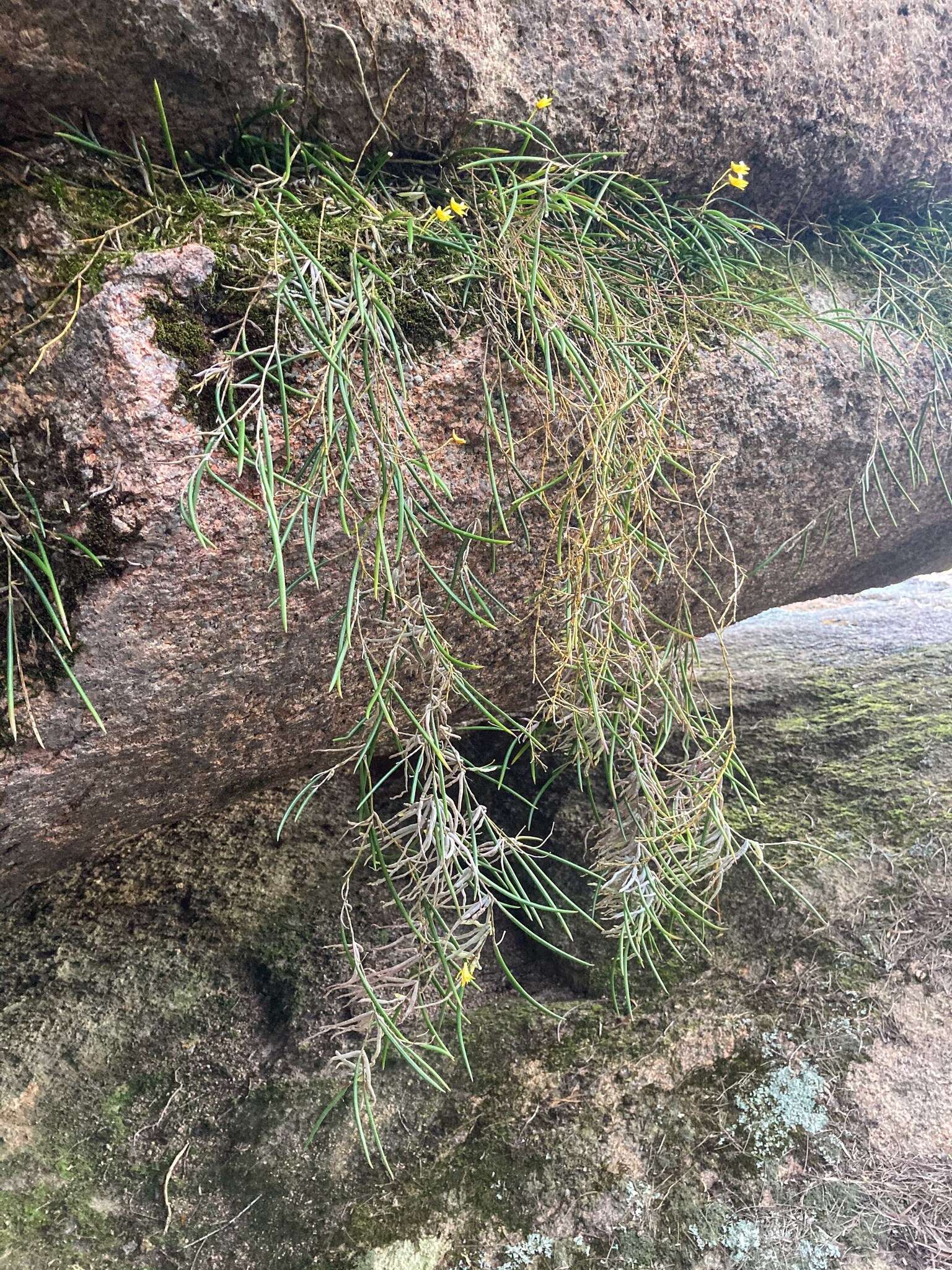 Dendrobium striolatum Rchb. fil. resmi