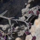 Слика од Cynoglossum sphacioticum Boiss. & Heldr.