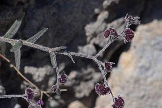 Image of Cynoglossum sphacioticum Boiss. & Heldr.