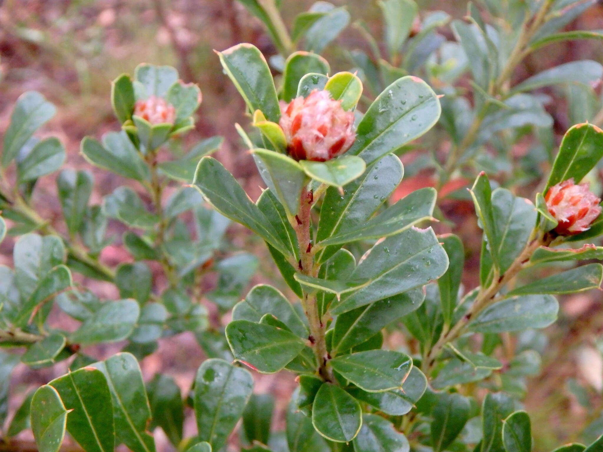 Sivun Pultenaea daphnoides Wendl. kuva