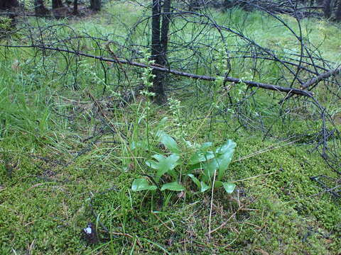 Image of Platanthera fuscescens (L.) Kraenzl.