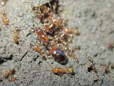 Image de Solenopsis gayi (Spinola 1851)